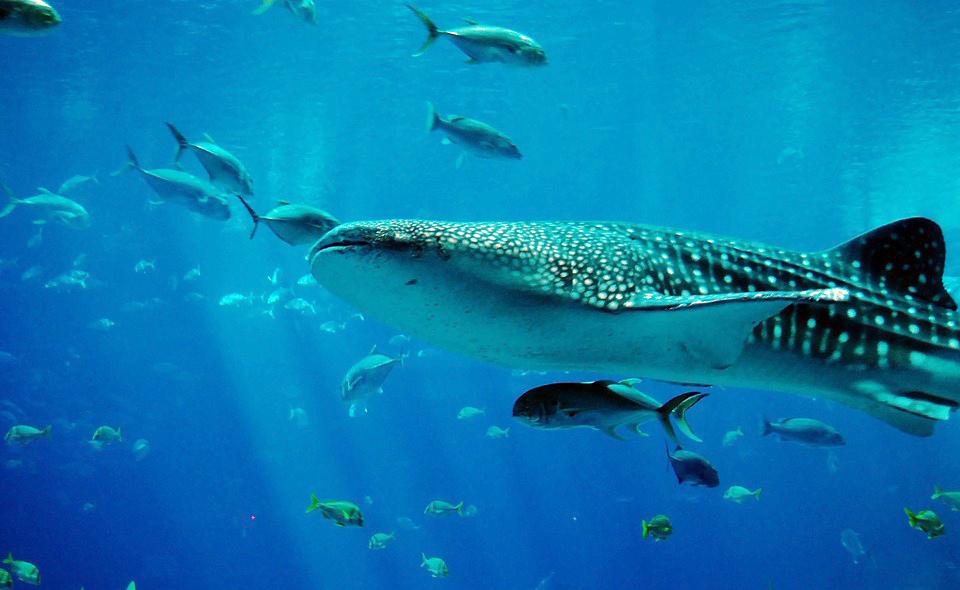 whale-shark-281497_960_720.jpg